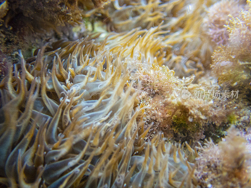 Aiptasia couchii，来自Cala La磷的Cnidarians, Palamos。科斯塔布拉瓦